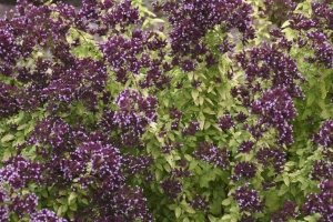 Origanum 'Drops of Jupiter'